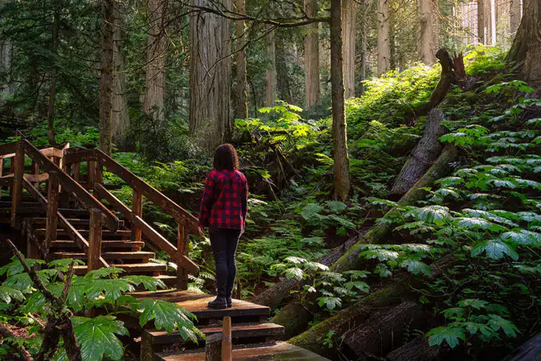 A woman stands on wooden stairs in a sun dappled forest with ferns growing all around.