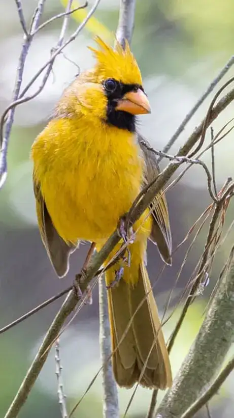 A yellow cardinal bird perched on a thin branch, symbolizing unique, luxury glamping retreats at Camp Yellow Cardinal.