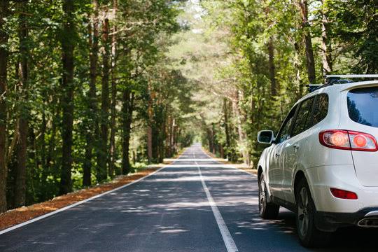 car_forest
